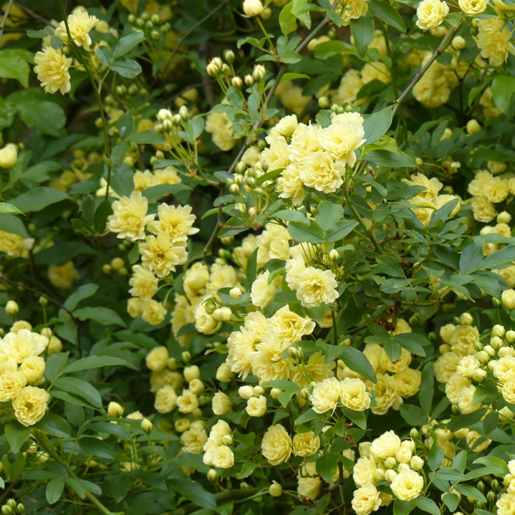 Rosa banksiae Lutea - Rosal de Banksia