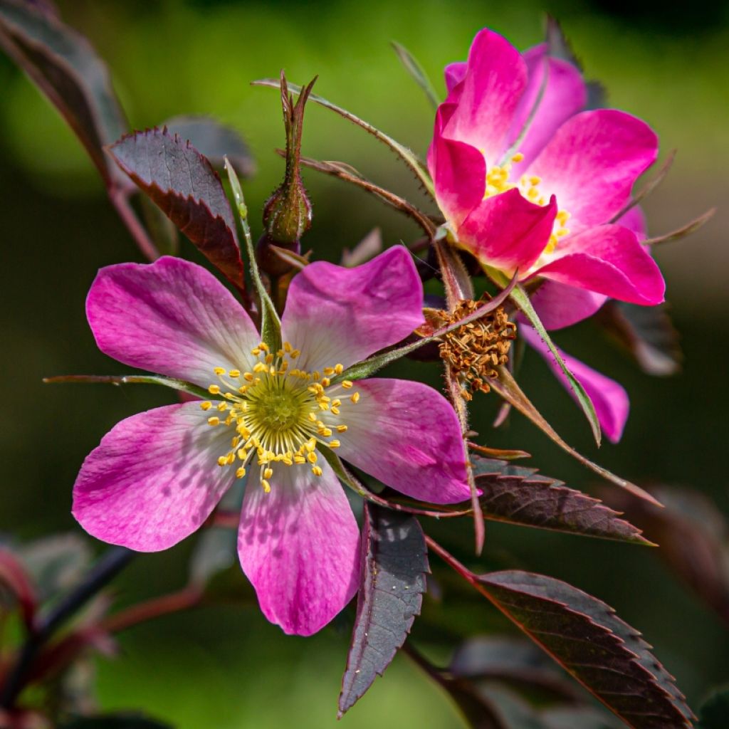 Rosa glauca