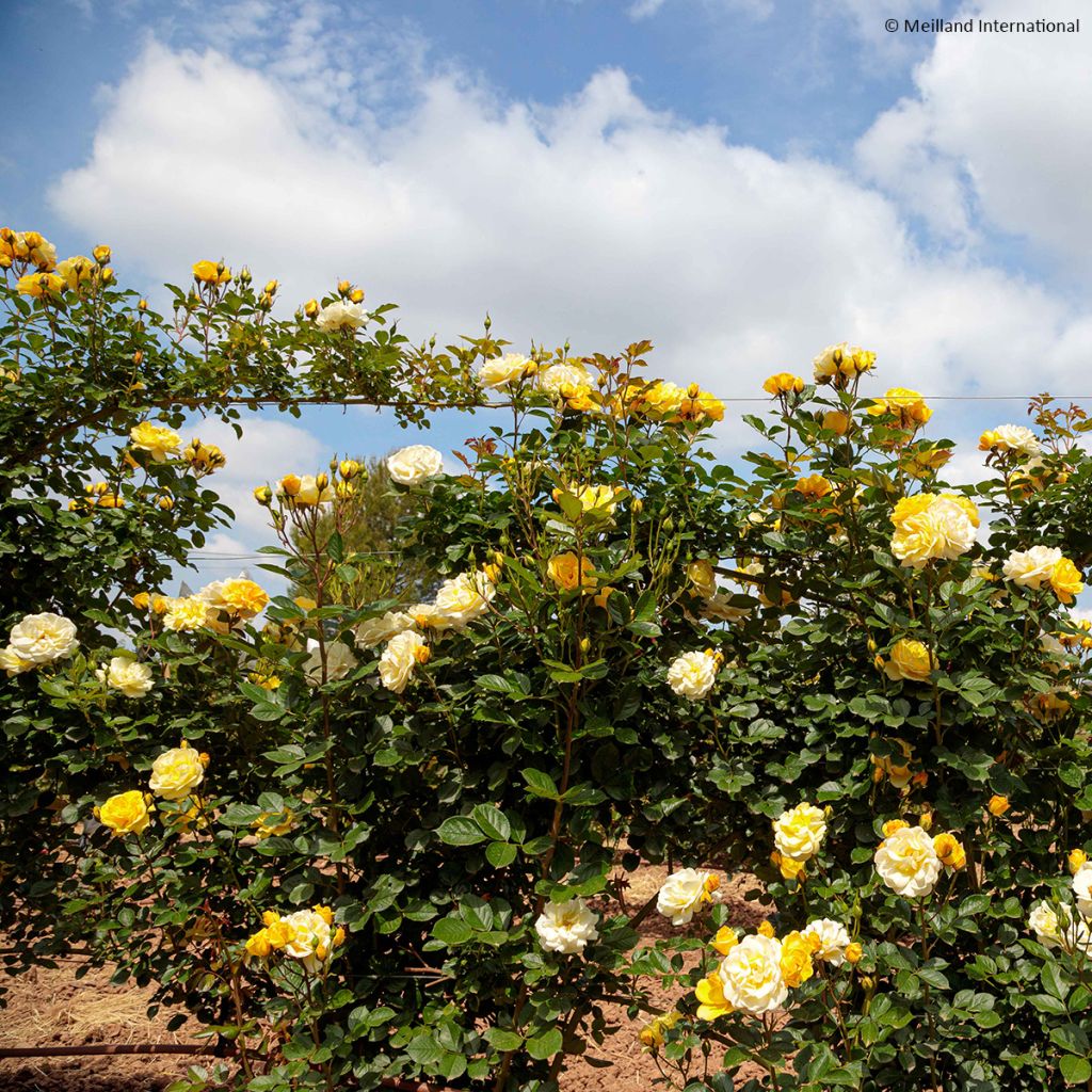 Rosal Golden Pareo Meipiyou - Rosal trepador