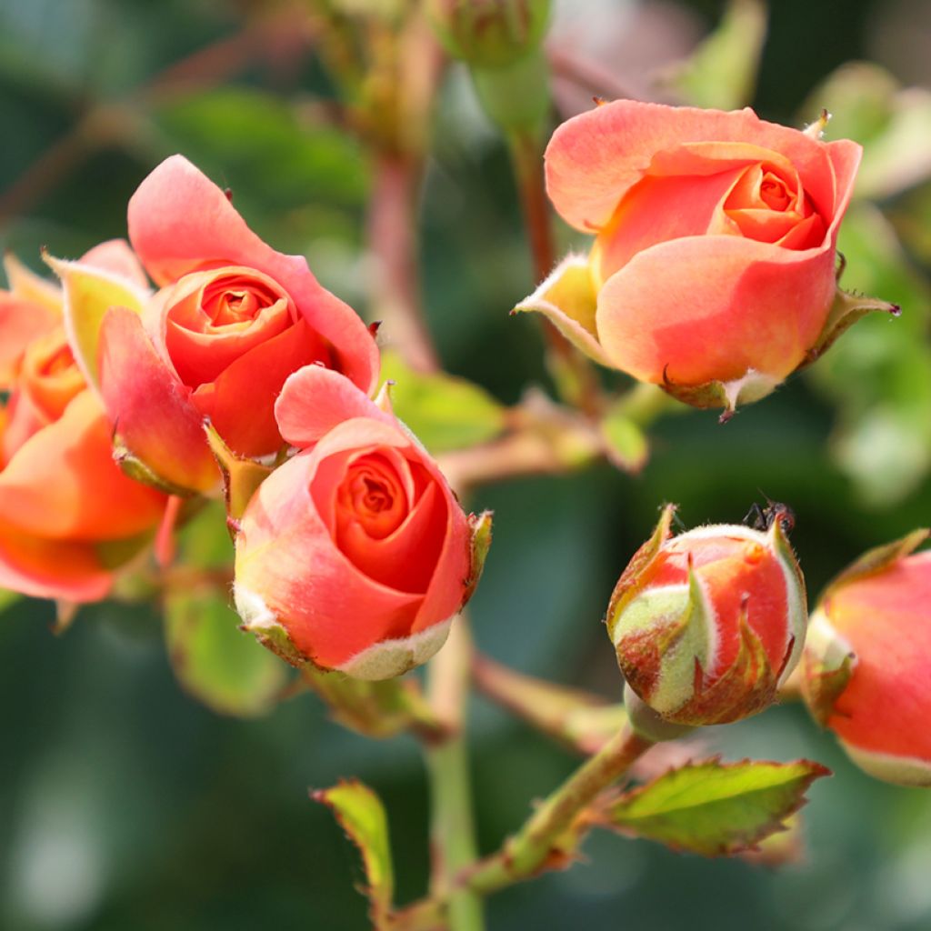 Rosal Peach Melba - Rosal trepador