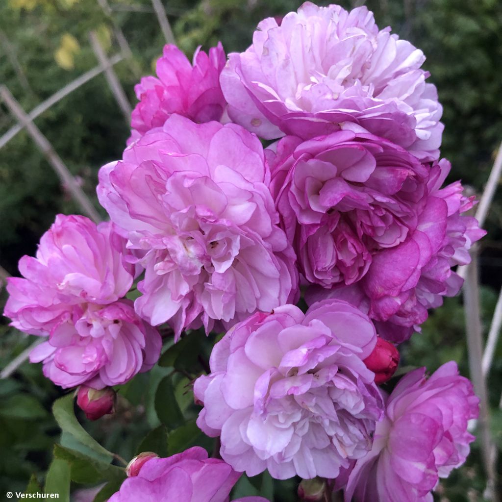 Rosal Siluetta Lavender - Rosal trepador