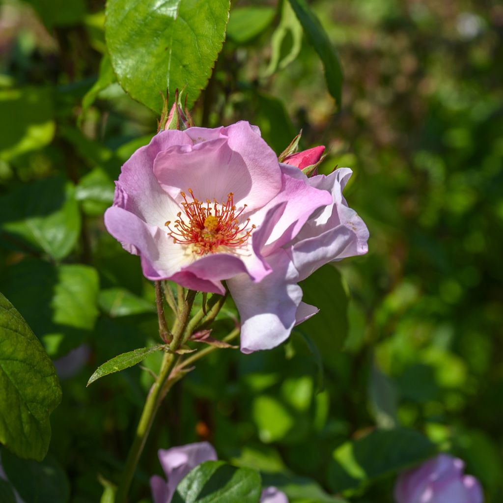 Rosal Sourire d'Isabelle - Rosal trepador