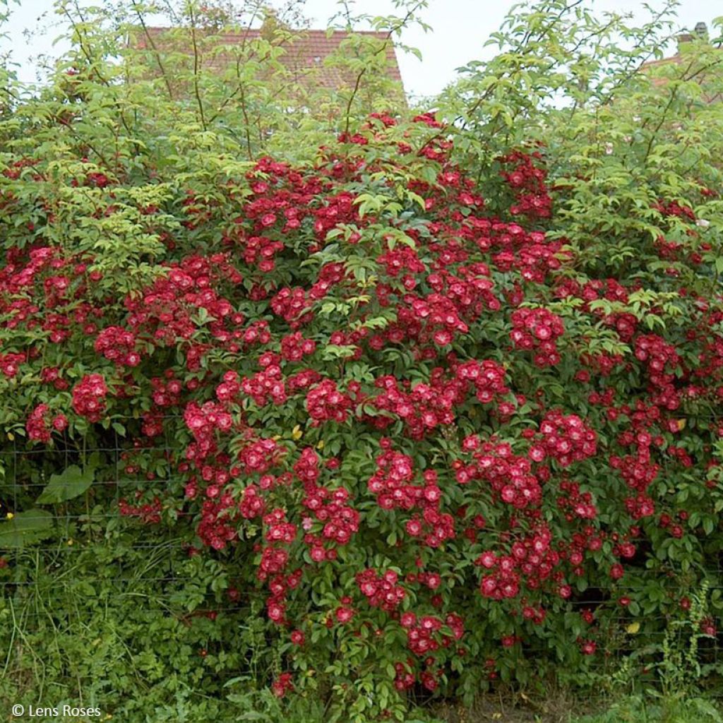 Rosal Wilderode - Rosal trepador