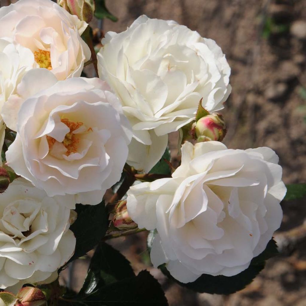 Rosal Bordure Blanche - Rosal tapizante