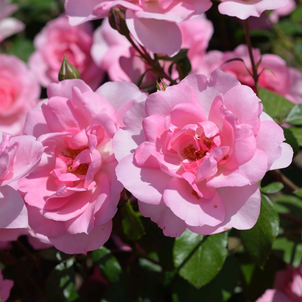 Rosier nain Bordure Rose en racines nues.