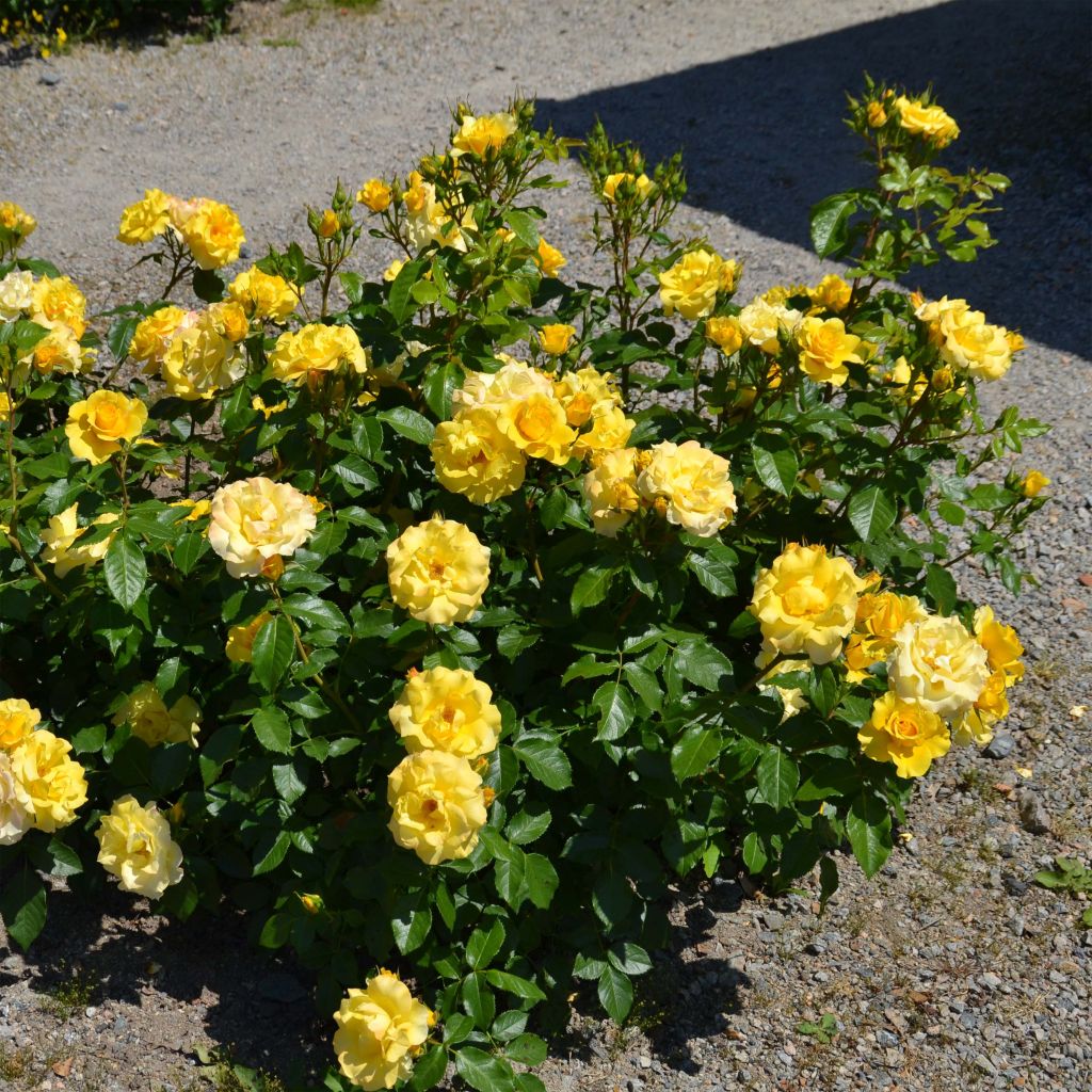 Rosier nain Bordure d'Or en racines nues.