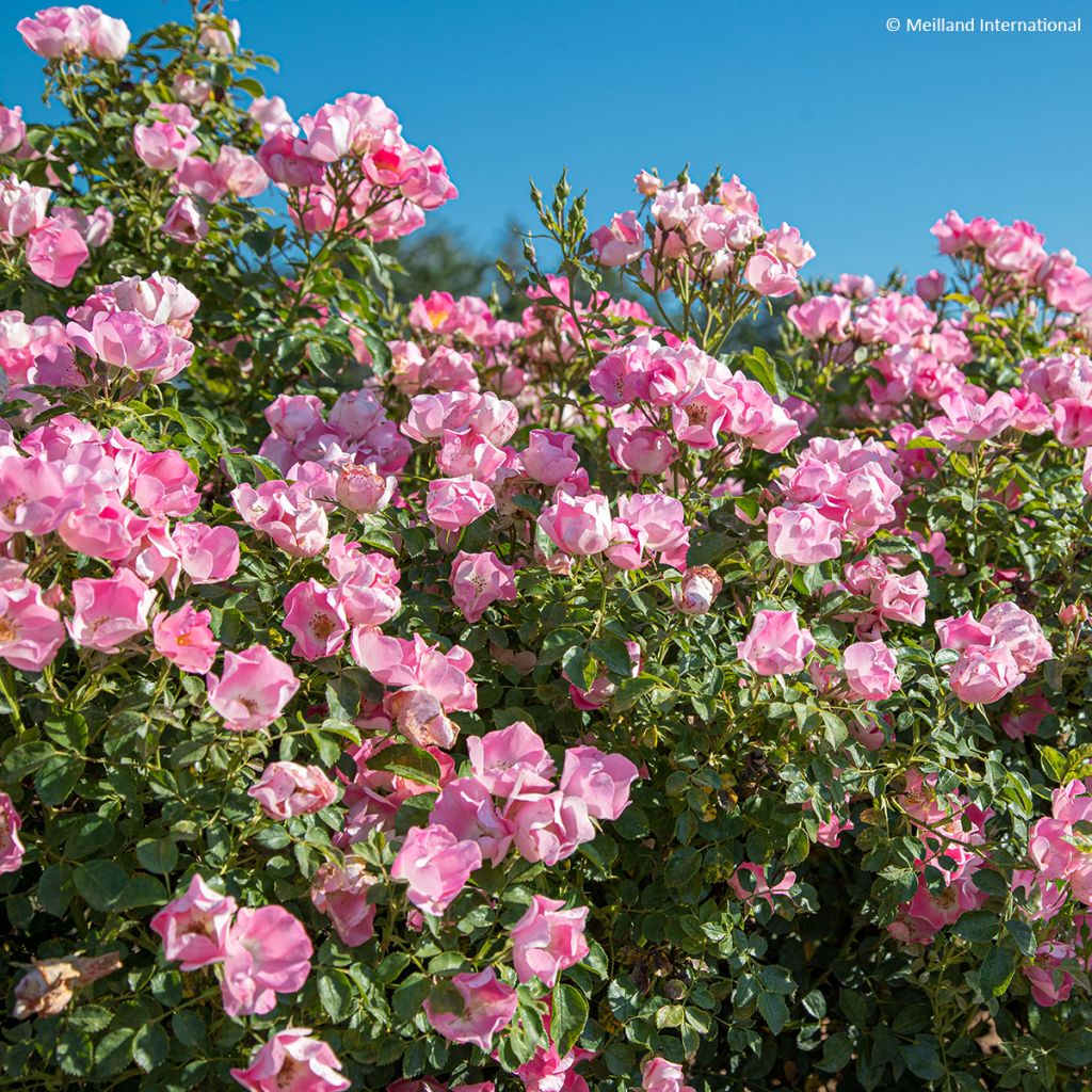 Rosal Friendly Pink