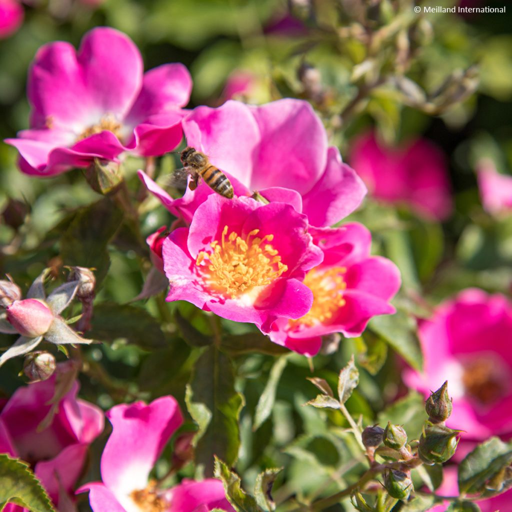 Rosal Friendly Purple