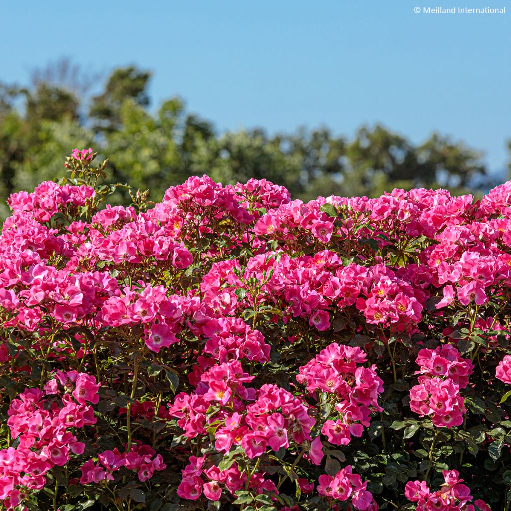 Rosal Friendly Purple