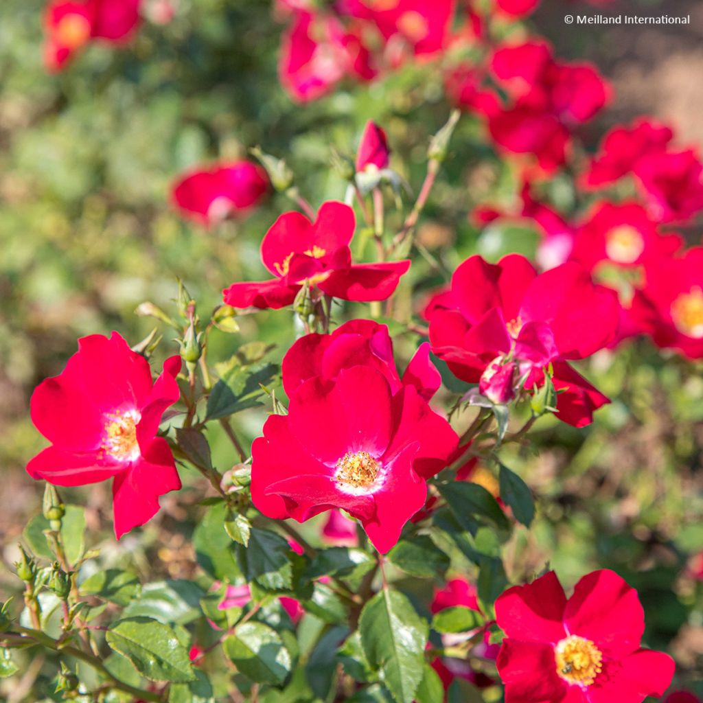 Rosal Friendly Red Meiariba