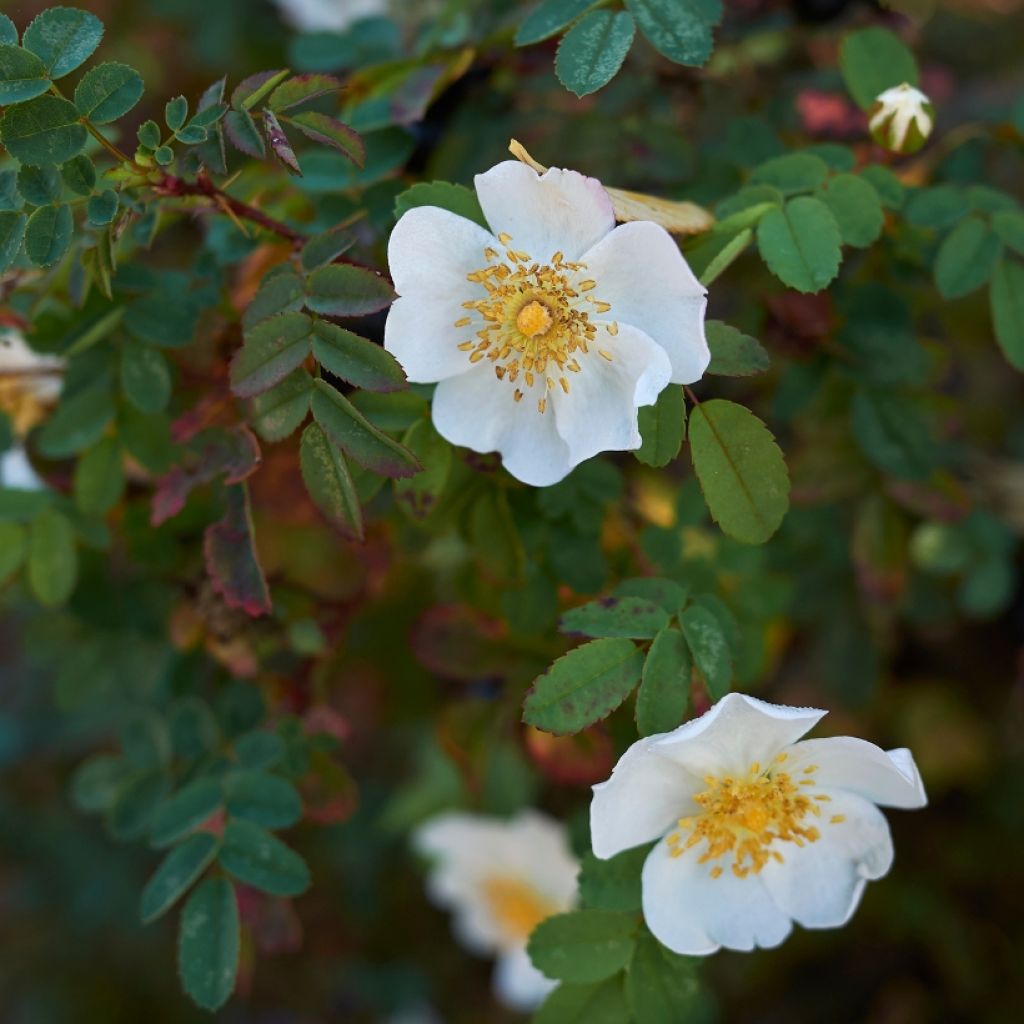 Rosal pimpinellifolia - Rosal espinosísimo