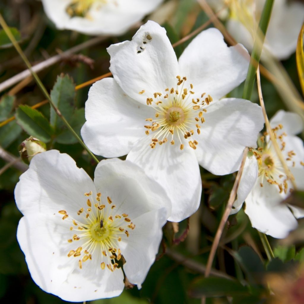 Rosal pimpinellifolia - Rosal espinosísimo