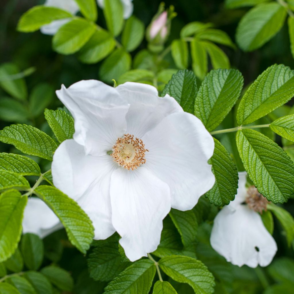 Rosal rugosa Alba