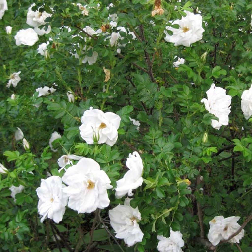 Rosal rugosa Blanc Double de Coubert