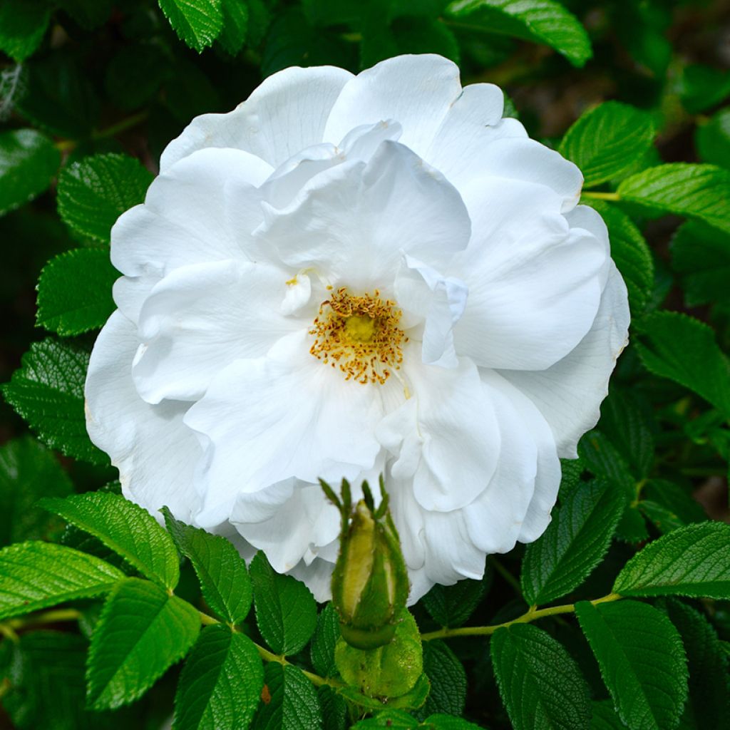 Rosal rugosa Blanc Double de Coubert