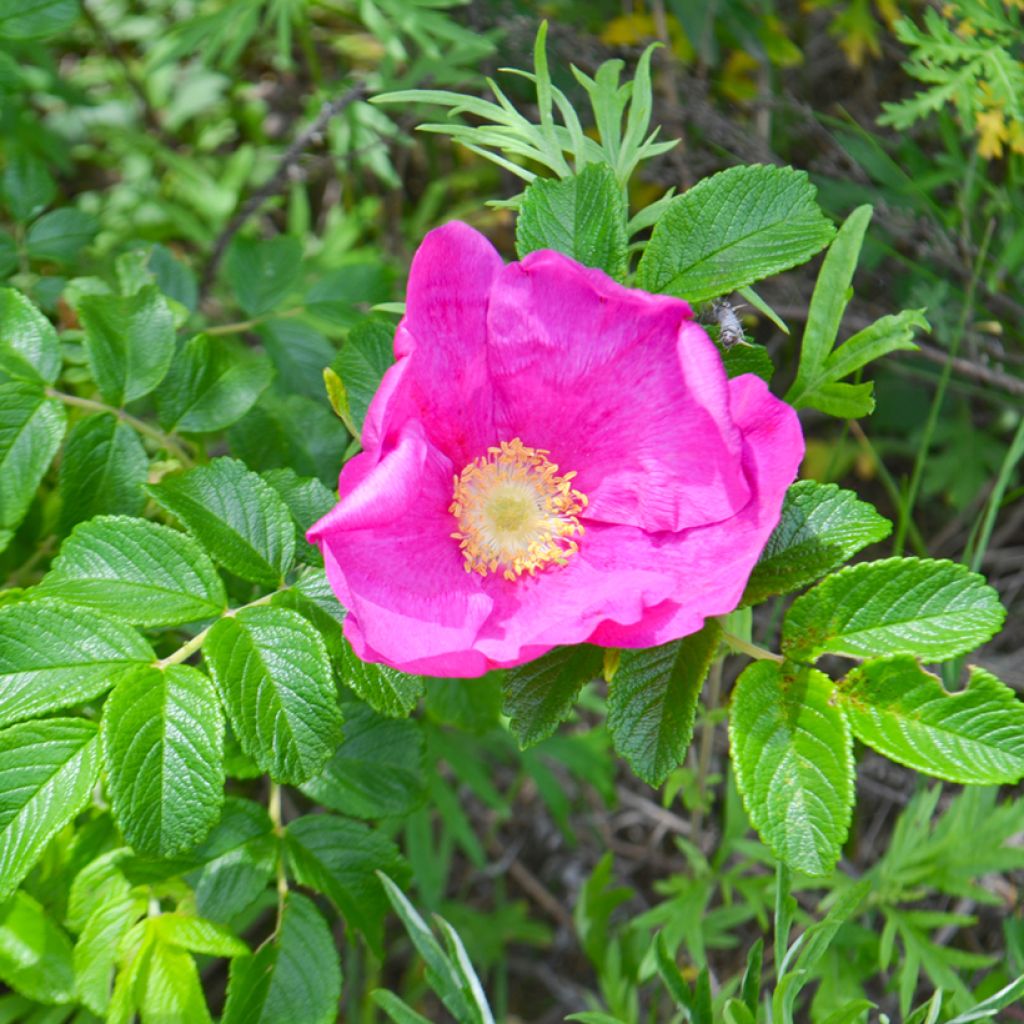 Rosal rugosa Frau Dagmar Hastrup