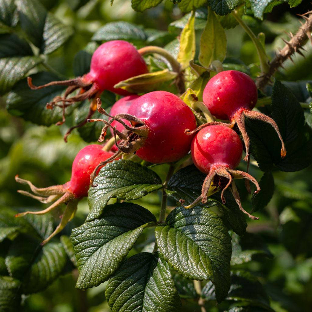 Rosal rugosa Frau Dagmar Hastrup