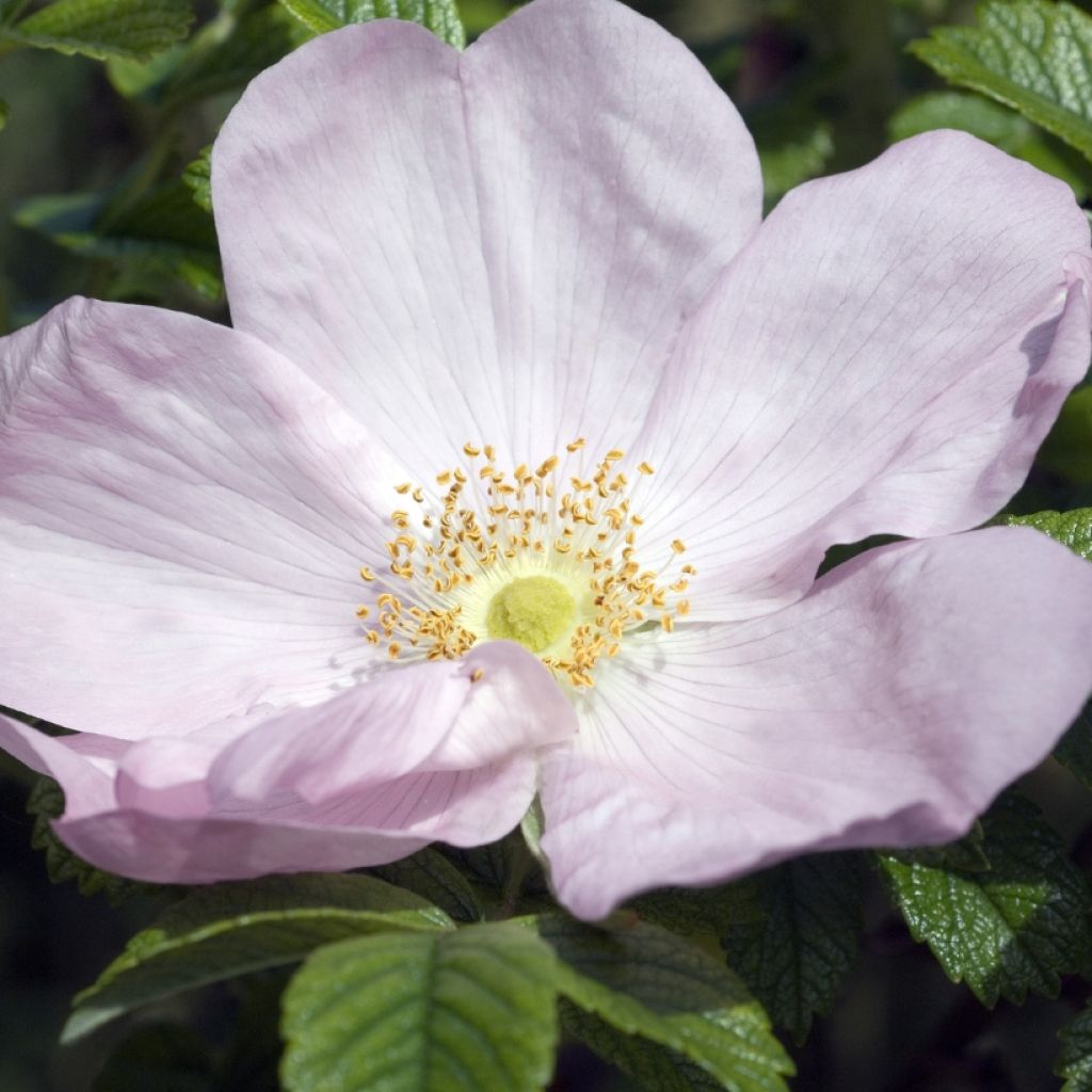 Rosal rugosa Frau Dagmar Hastrup