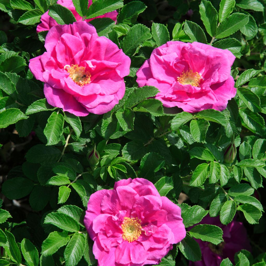 Rosal rugosa Roseraie de l'Haÿ