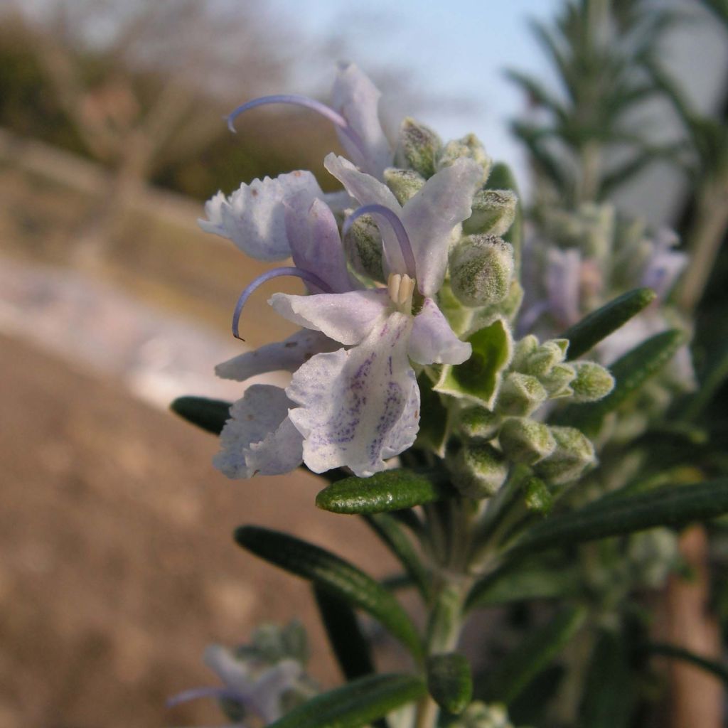 Romero Albiflorus