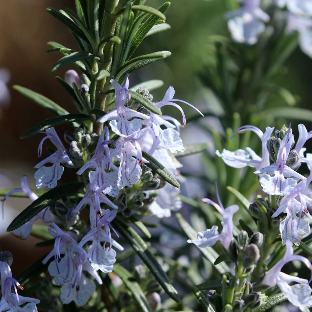 Romarin - Rosmarinus officinalis Mrs. Jessop's Upright