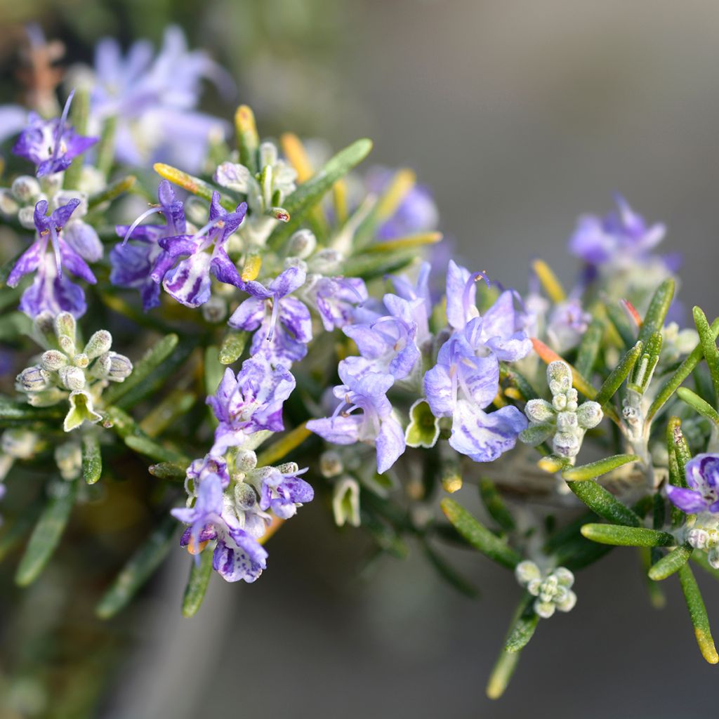 Romarin rampant - Rosmarinus officinalis Prostratus