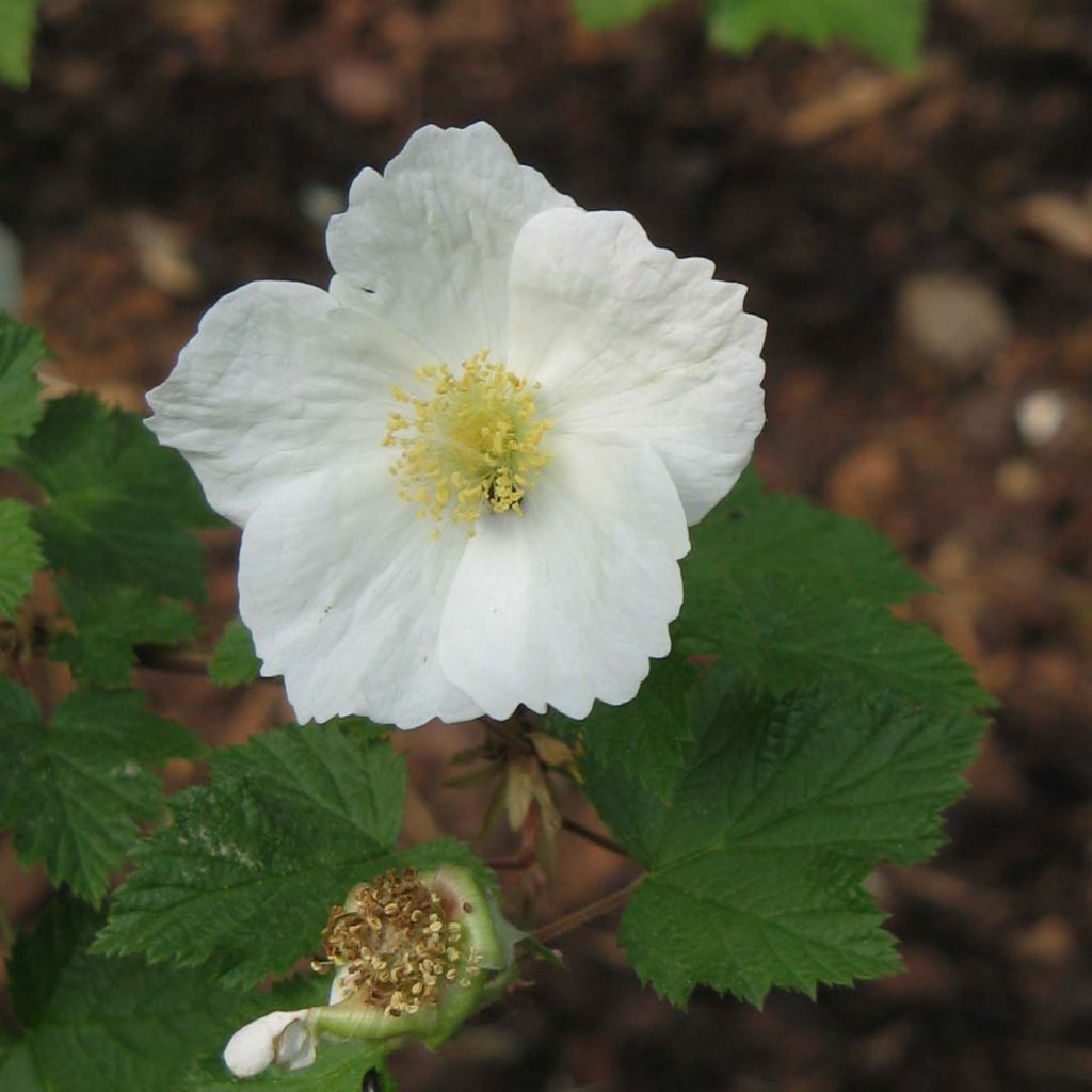 Rubus Benenden - Ronce d'ornement.