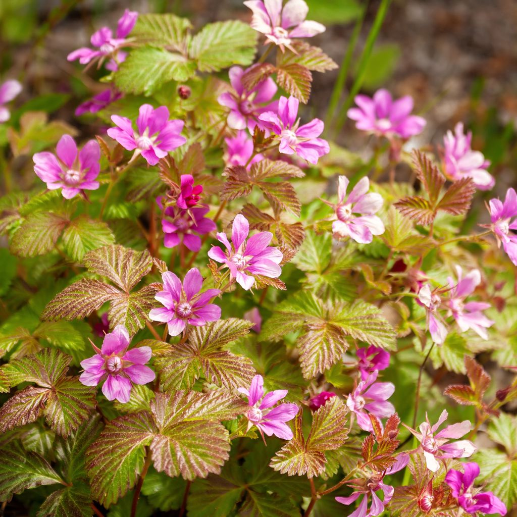 Té noruego Beata - Rubus arcticus