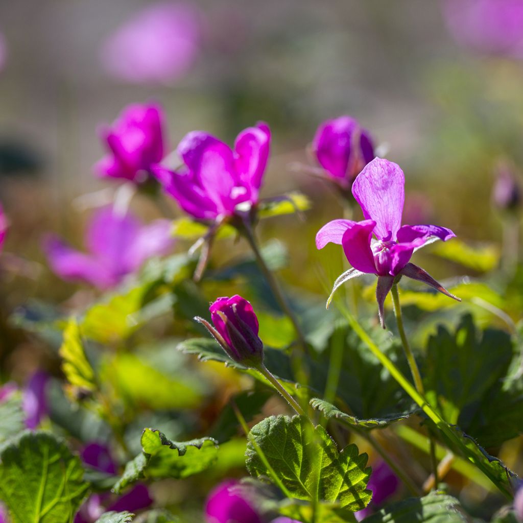 Té noruego Beata - Rubus arcticus