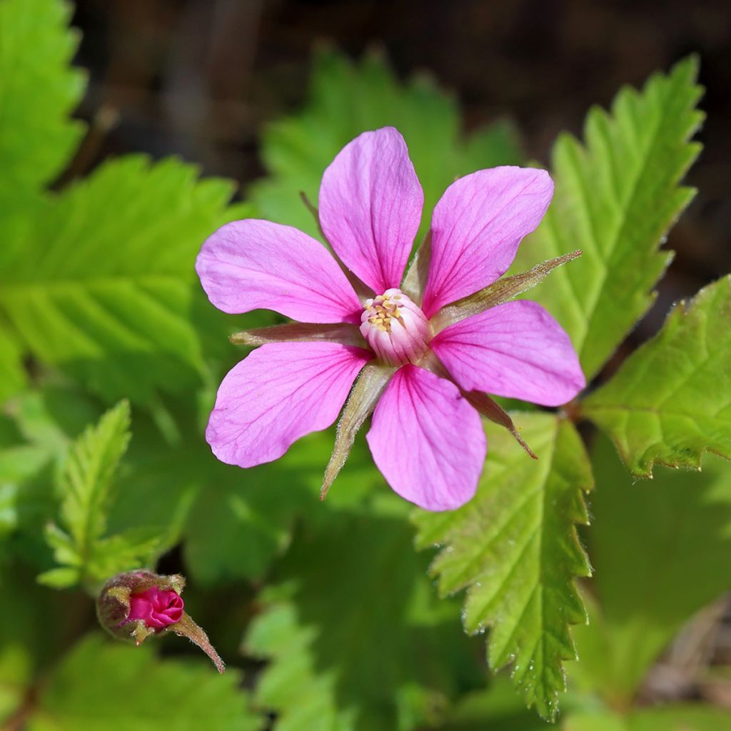 Té noruego Beata - Rubus arcticus