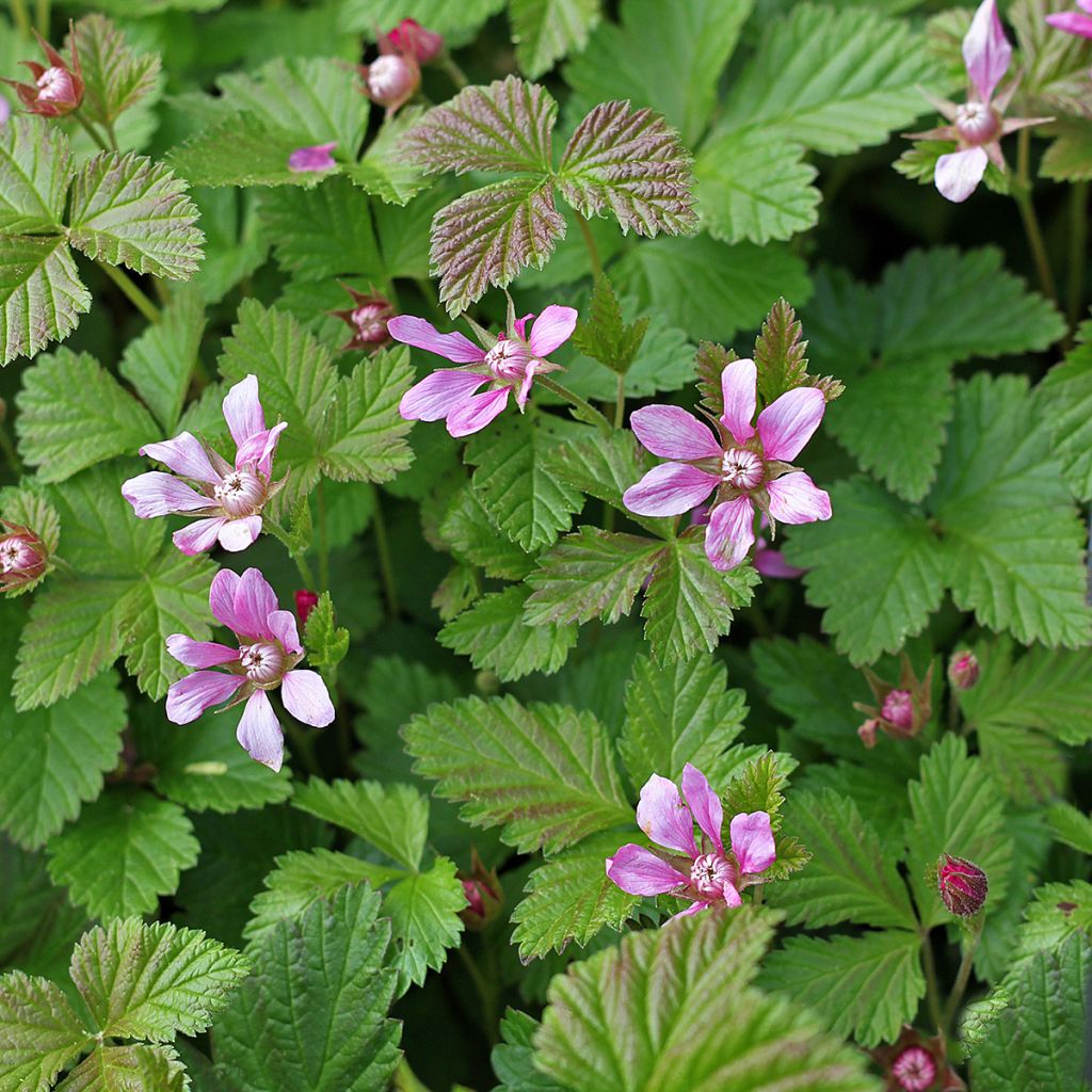 Té noruego Beata - Rubus arcticus