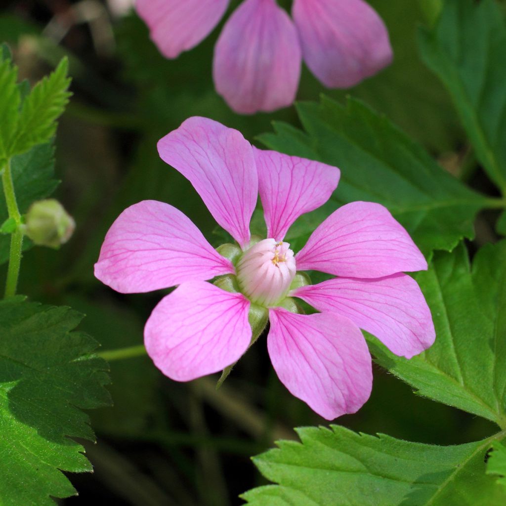 Té noruego Beata - Rubus arcticus