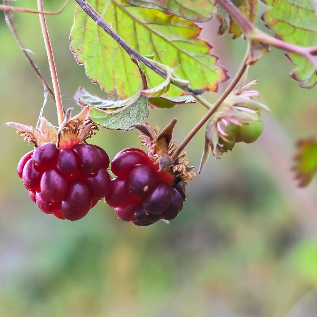 Té noruego Beata - Rubus arcticus