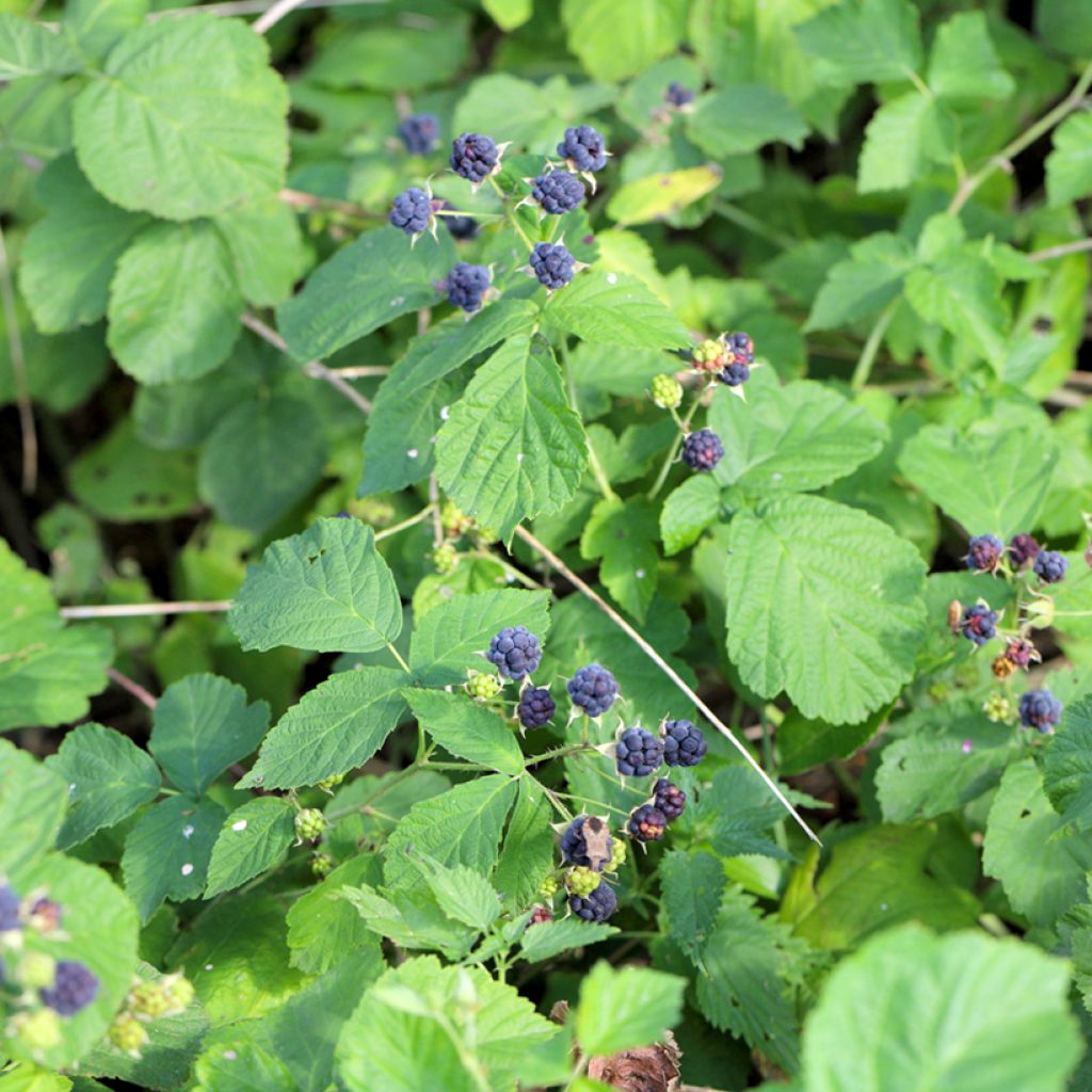 Ronce bleue - Rubus caesius