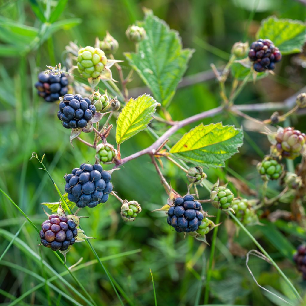 Rubus caesius