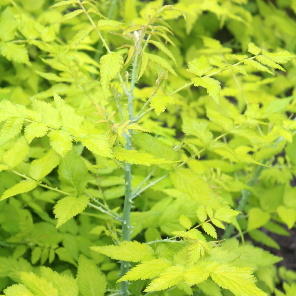 Rubus cockburnianus Golden Vale - Zarza de tallos blancos