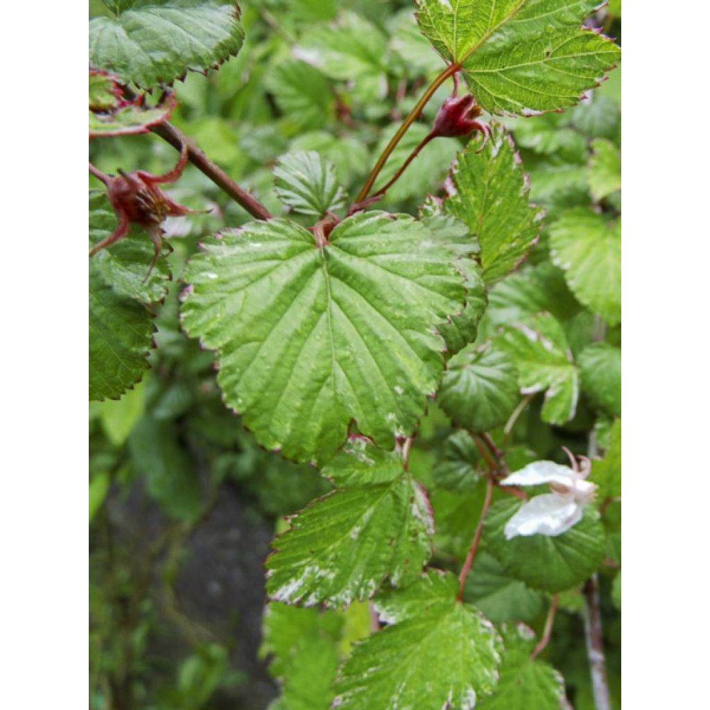 Rubus microphyllus Variegatus - Zarza