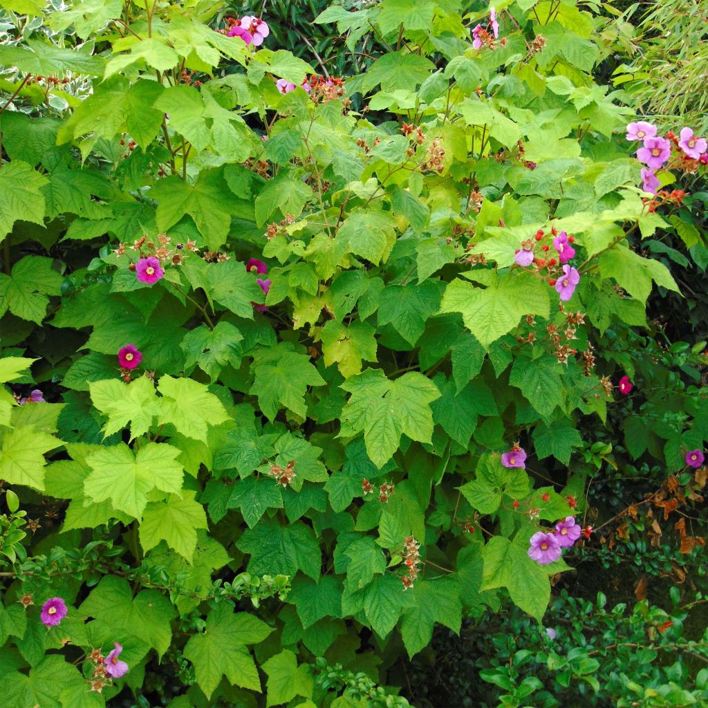 Rubus odoratus - Zarza de olor