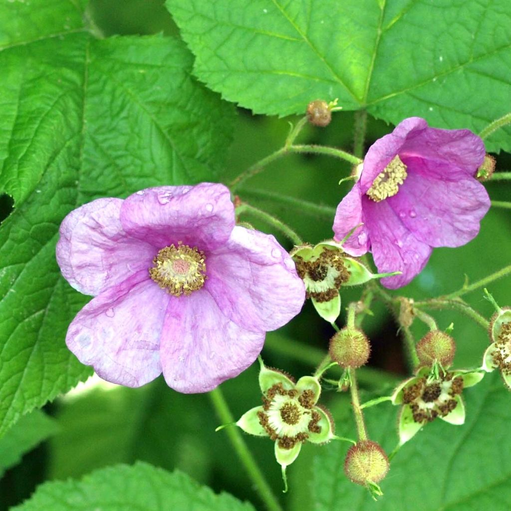 Rubus odoratus - Zarza de olor