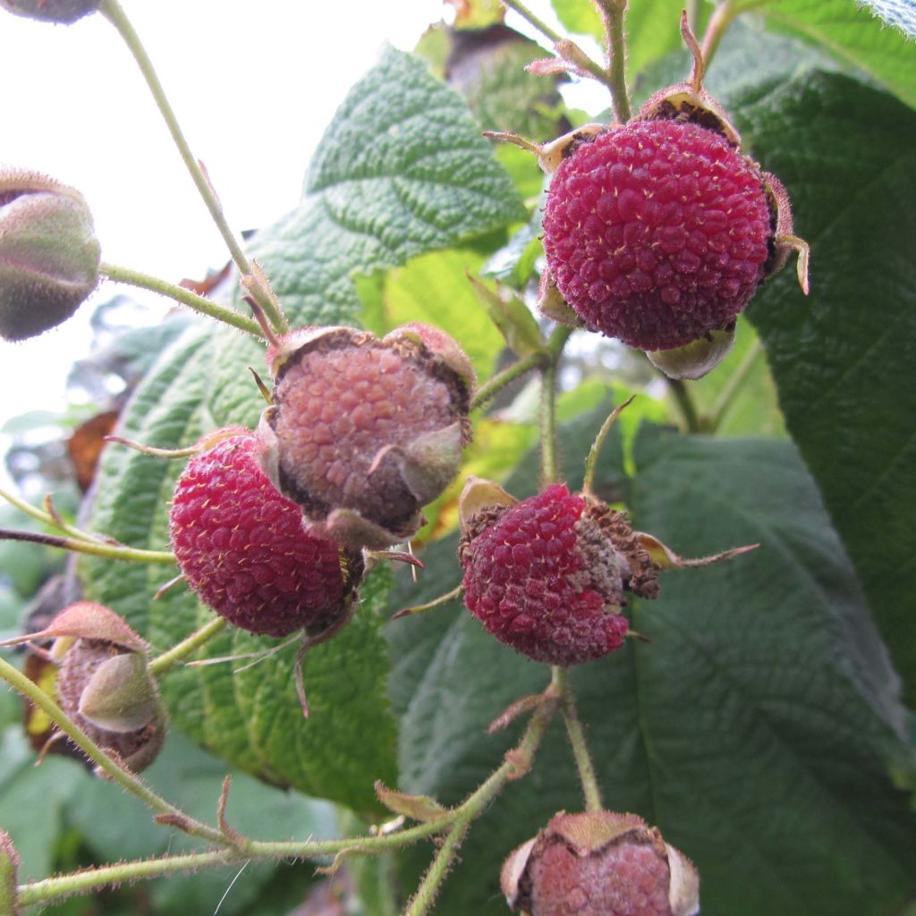 Rubus odoratus - Zarza de olor