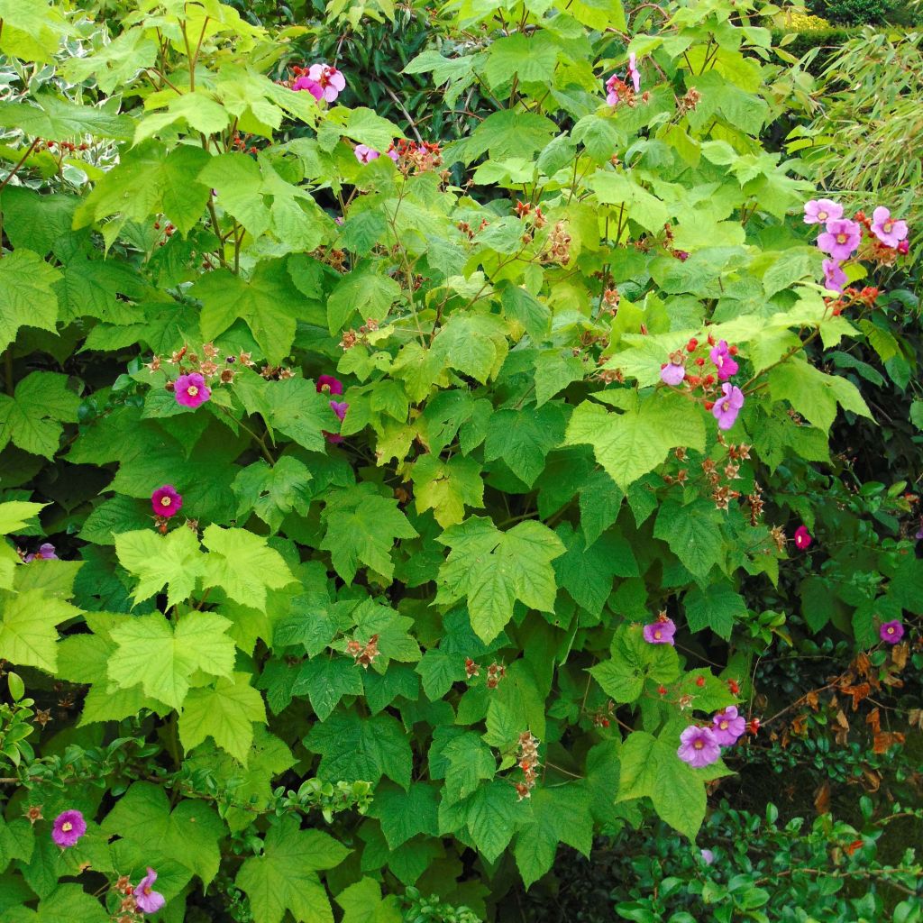 Rubus odoratus - Zarza de olor