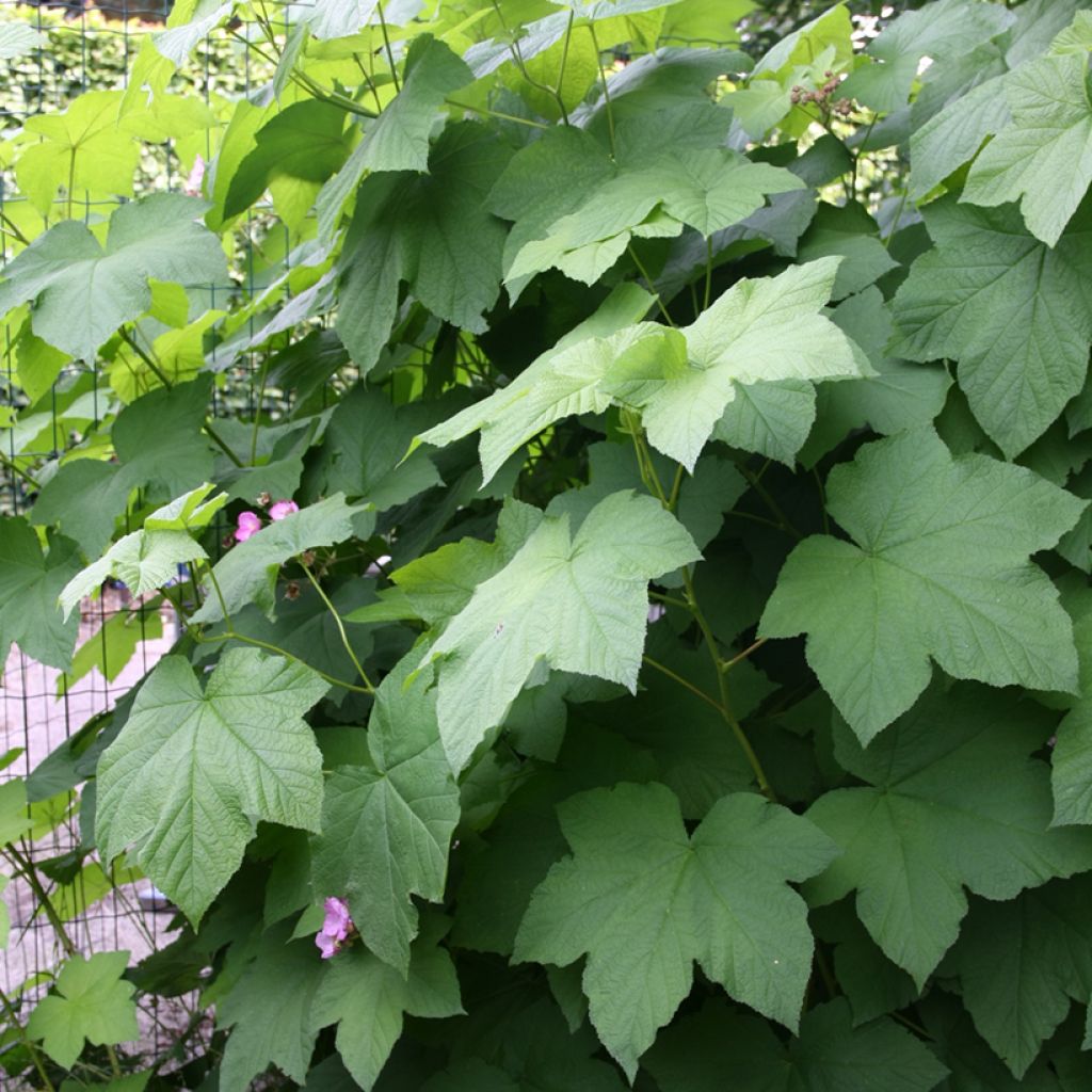 Rubus odoratus - Zarza de olor