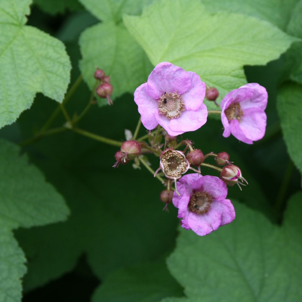 Rubus odoratus - Zarza de olor