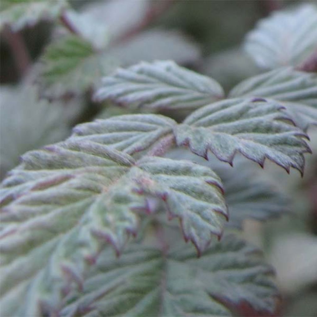 Rubus thibetanus Silver Fern - Zarza