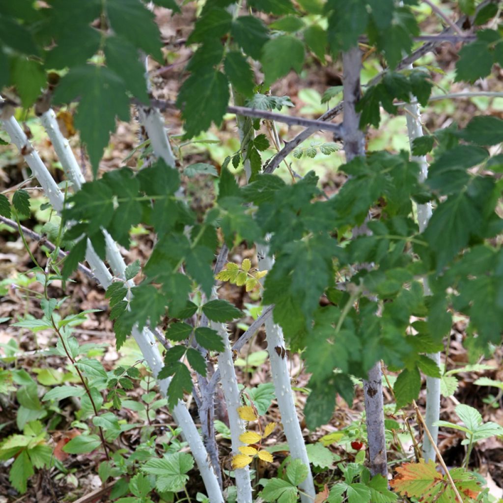 Rubus thibetanus Silver Fern - Zarza