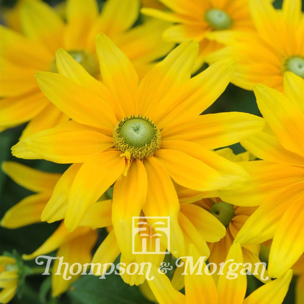 Rudbeckia hirta Prairie Sun (semillas)