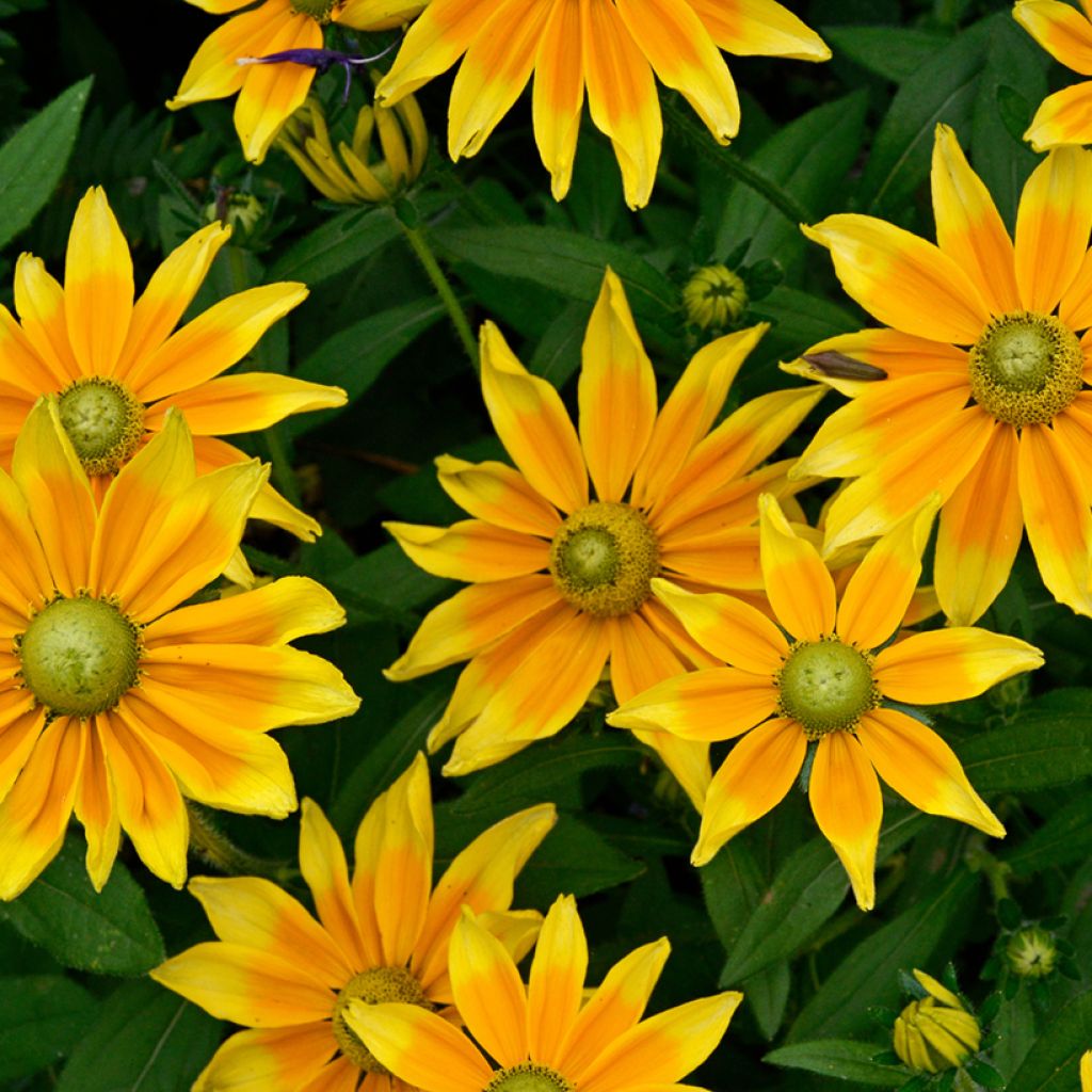 Rudbeckia hirta Prairie Sun