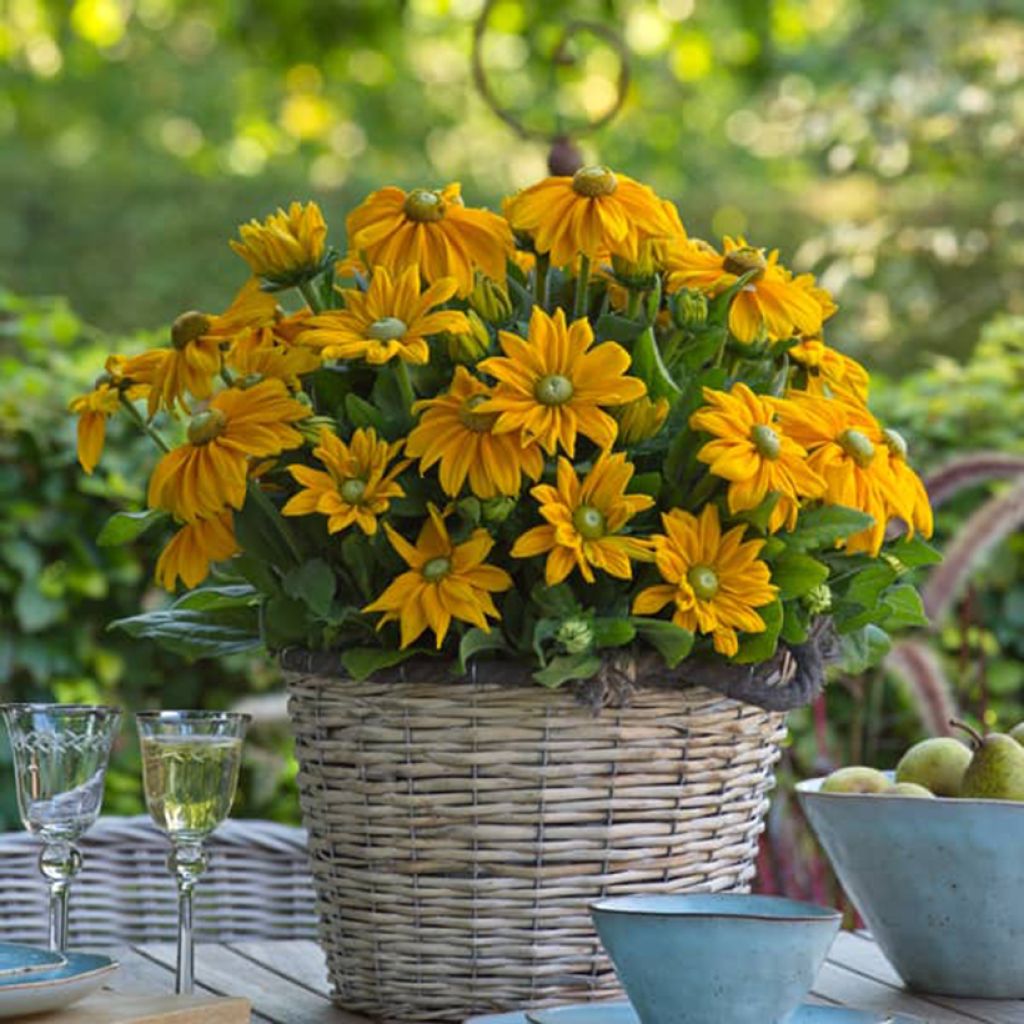 Rudbeckia annuel Sunbeckia Ophelia