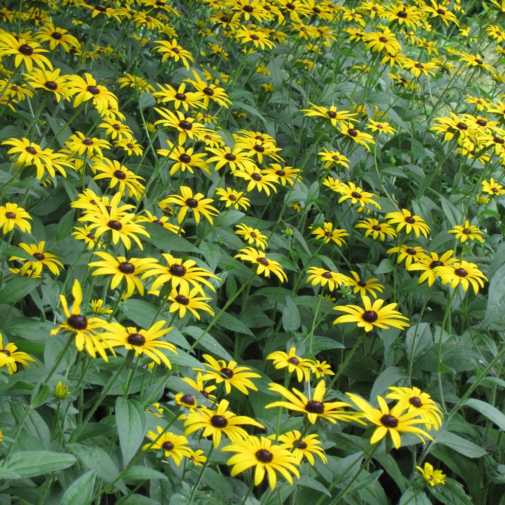 Rudbeckia fulgida Early Bird Gold