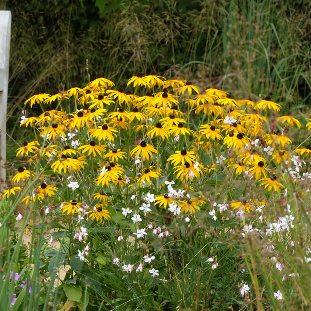 Rudbeckia fulgida Goldsturm